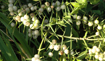 Azima tetracantha berries; Photograhed by Johan Wentzel